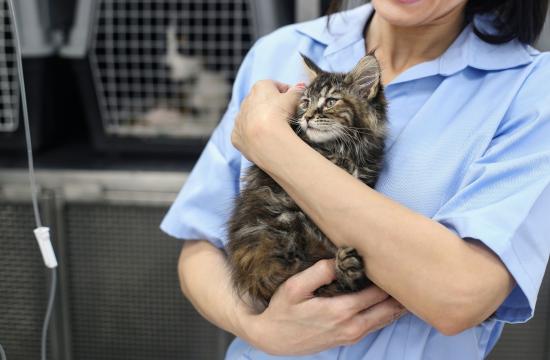 Level 3 Certificate for Veterinary Receptionists