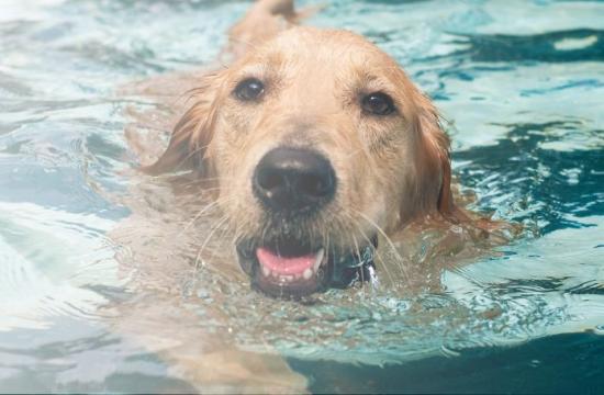 Level 6 Diploma in Veterinary Physiotherapy with small animal hydrotherapy (Top up for Veterinary nurses/Veterinary surgeons)