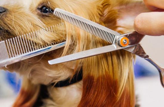 Level 3 Award in Dog Grooming