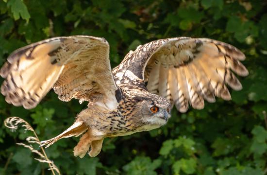 Level 3 Award in Birds of Prey Studies