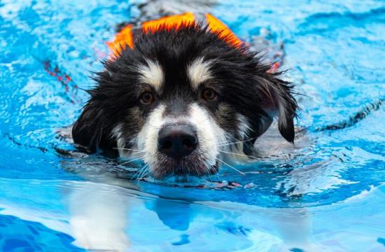 Level 3 Award in Aquatic Treadmill Therapy for Small Animals